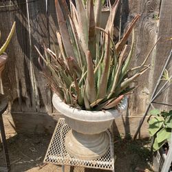 Succulent Aloe Vera