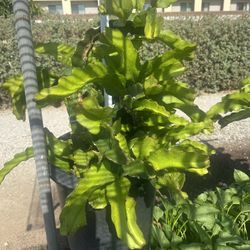 White Dragonfruit Plant For Sale