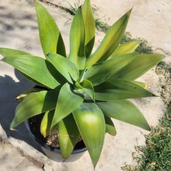 Agave Plant