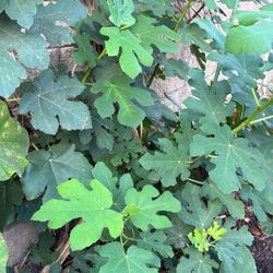 Organic Fig Plant