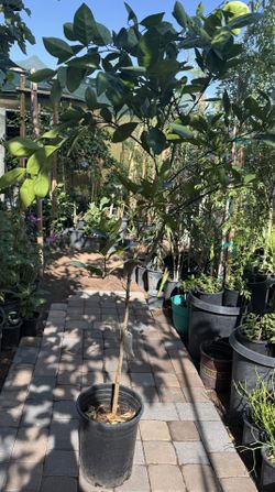 Trovita Sweet Orange 🍊 Tree 5F $60 Price Firm