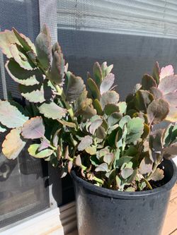 Kalanchoe 🪴