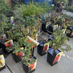 Beautiful Plants For Sale!!🌸🌿🌱🌳🌼🪻