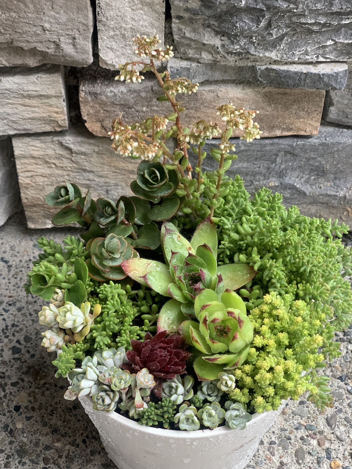 Live outdoor succulent arrangement in white ceramic pot