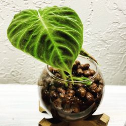 Verrecosum Mini