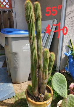 55" Cactus in pot