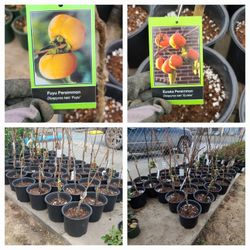 Persimmon Trees Grafted 