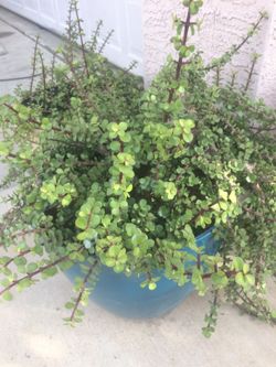 Elephant bush succulents