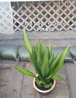 House Plant Sale - Snake Plant - Sansevieria Trifasciata (Extra Large + Ceramic Pot)