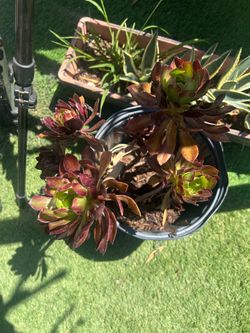 Beautiful plant