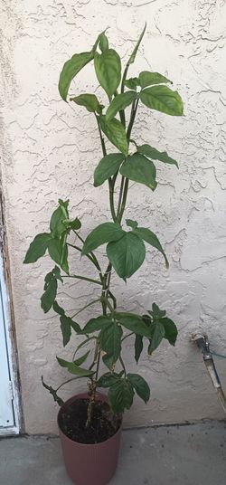 Plant
