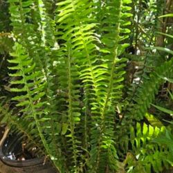 Elechos.  Chico X 4 Y Grande Por 9 Cada Uno.  