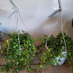 Ivy Plants 8" Pot $8 Each