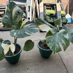 Thai Monstera Constellation