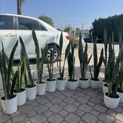 Beautiful Snake Plant Over 2ft 10$ Each