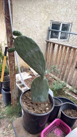 Prickly pear (nopal) cactus plant live