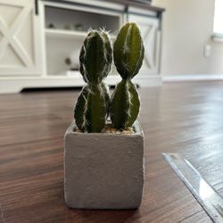 Small Decorative Cactus