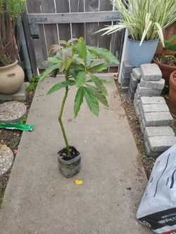 Hass Avocado Tree 2ft And 3ft Tall $25 Each