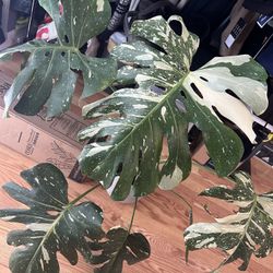 Monstera Thai Cosntellation 