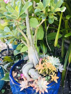 Dessert Rose Adenium Bonsai plant