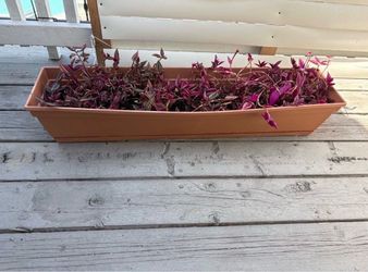 Flowers with pot, L36, W 8, H 6,5 inches
