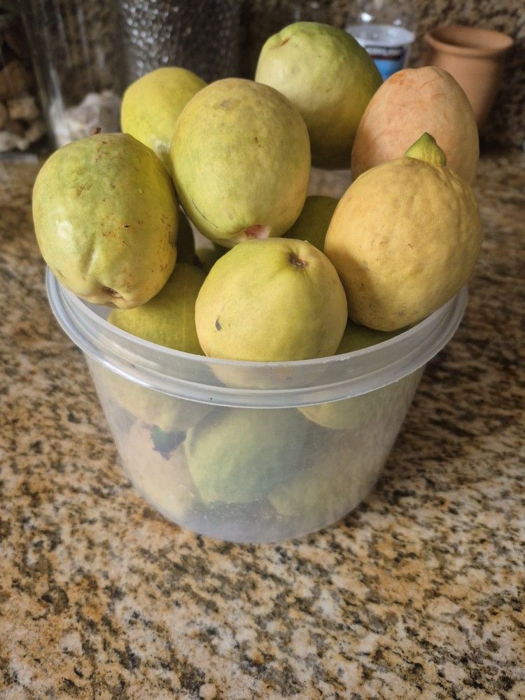 Pink Guavas