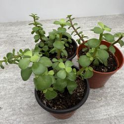 Small Plants 5 Each