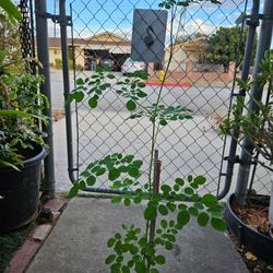 Moringa Seeding 
