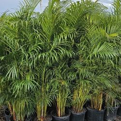 arecas Over 5 to 6 feet tall Instant  Privacy  Hedge  Full  Fence  Sane Day Planting 