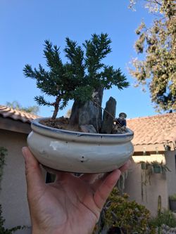 Small Juniper Bonsai Tree $38
