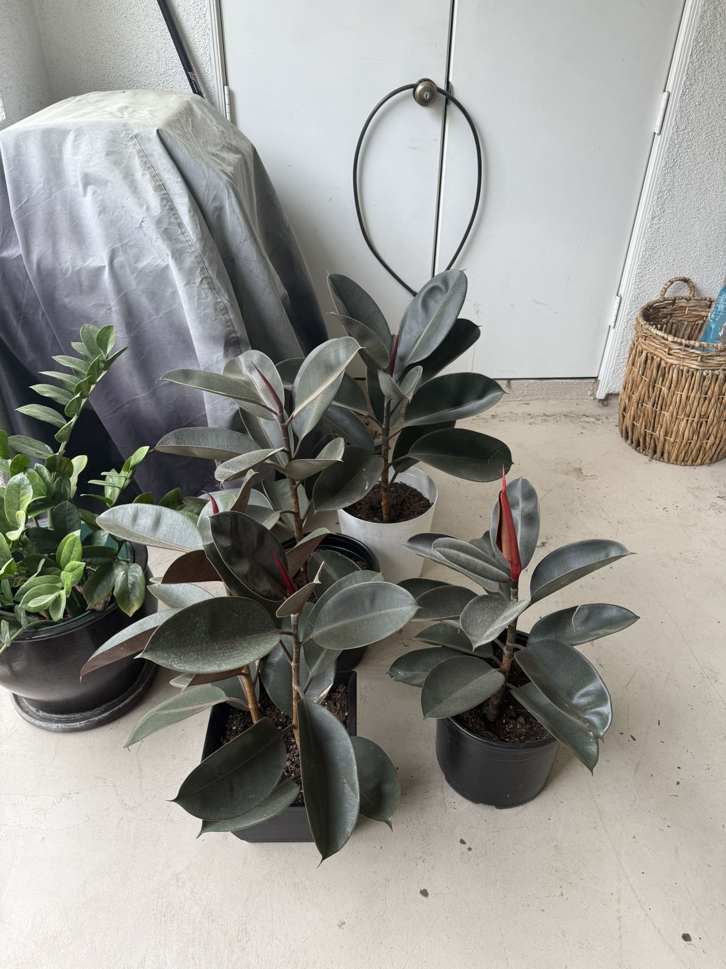 Plants