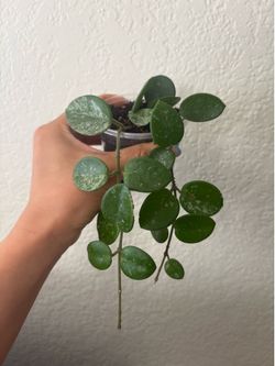 Hoya Mathilde Splash
