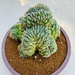 Moonstone Crest Cactus Imported