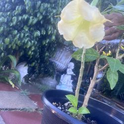 Planta 