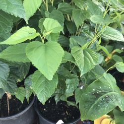 Mulberry 1 Gallon Plant Fully Rooted Free Black Eyed Susan Plant