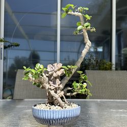 Ficus And Succulent Bonsai