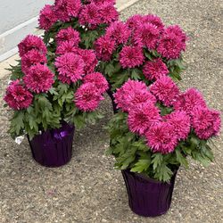 Mums Blooming Plant $15 For 2 Plants 