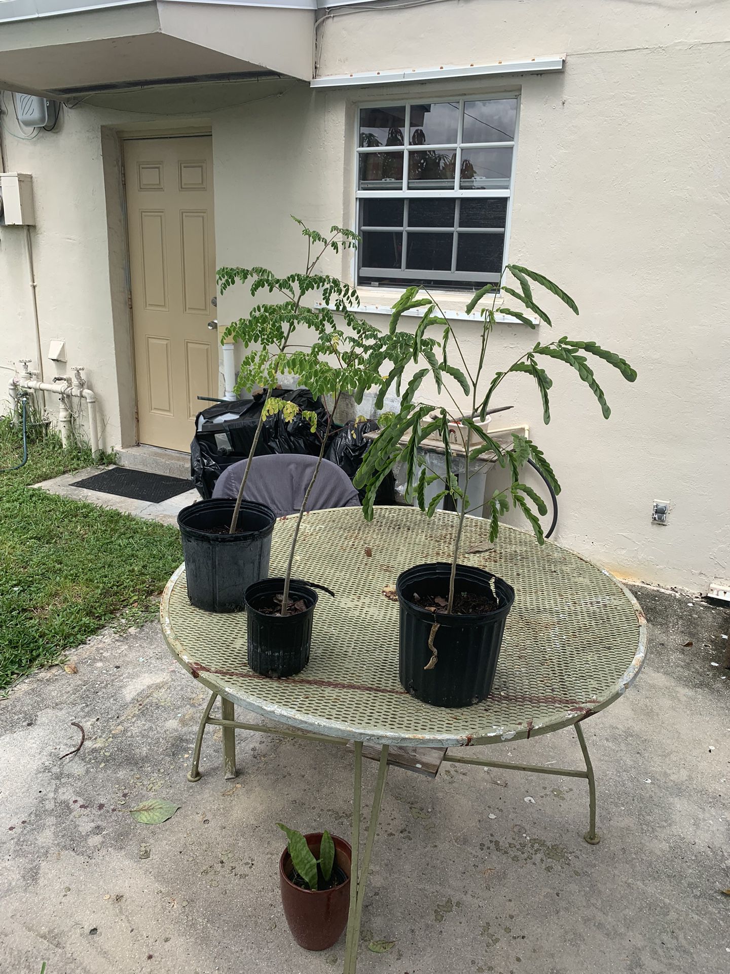 Moringa Tree For Sale