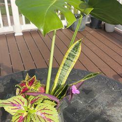 Monstera Snake And Purple Queen Heart 