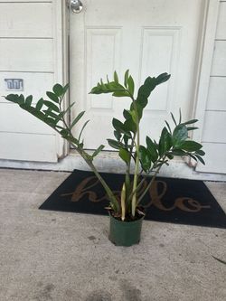 Zz plant small