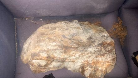 Petrified wood w/ gold