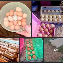 Farm Fresh Cage Free chicken Eggs 