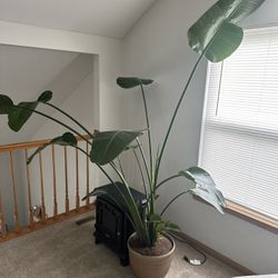 White Birds Of Paradise Plant (~10 Feet Tall) 
