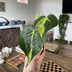 Philodendron Brasil