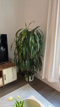 Indoor plant for sale with ceramic pot