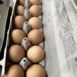 Backyard Organic Fresh Eggs 