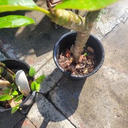 PLUMERIAS IN POT OR CLIPPINGS .  THERE BLOOMING.  , clippings $8.00, in pots $10.00 must pick up in Arcadia, in pots the length is 15 to 25 "high.   W