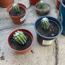 Cactus Domino O Cactus Lirio De Pascua