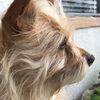 oscar