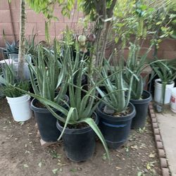 Part One Of the amazing amount of so many plants available for purchase